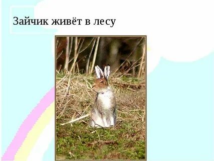 Песни жил заяц