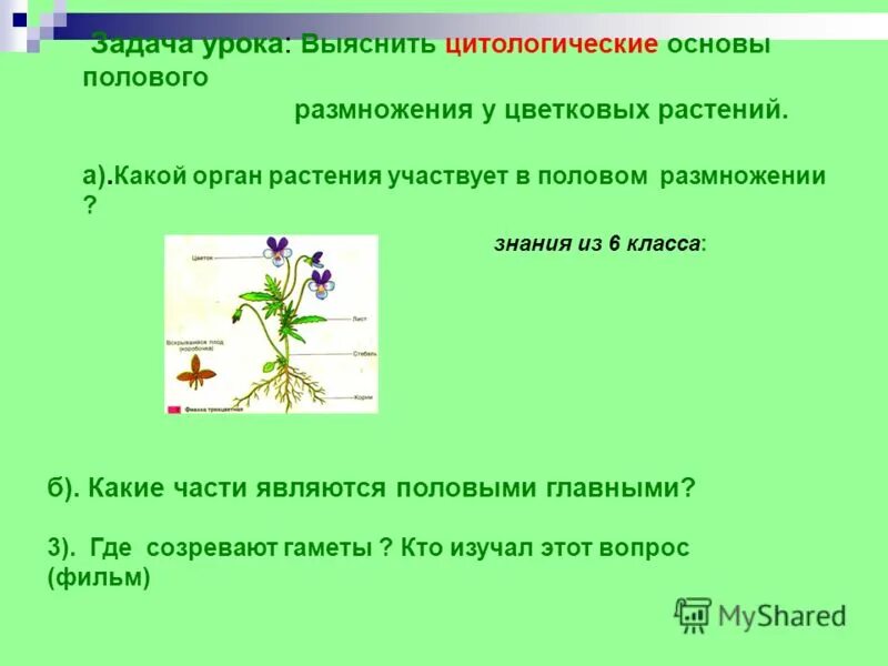 Половое размножение цветковых растений обеспечивают органы