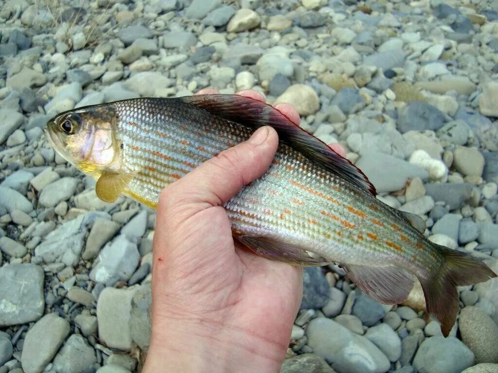 Краснодарский край рыбки. Краснодарский край рыбки. Рыбы реки кубань. Семикаракорск рыбалка. Рыбы реки кубань краснодарского края.