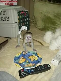 Домашние обезьянки видео