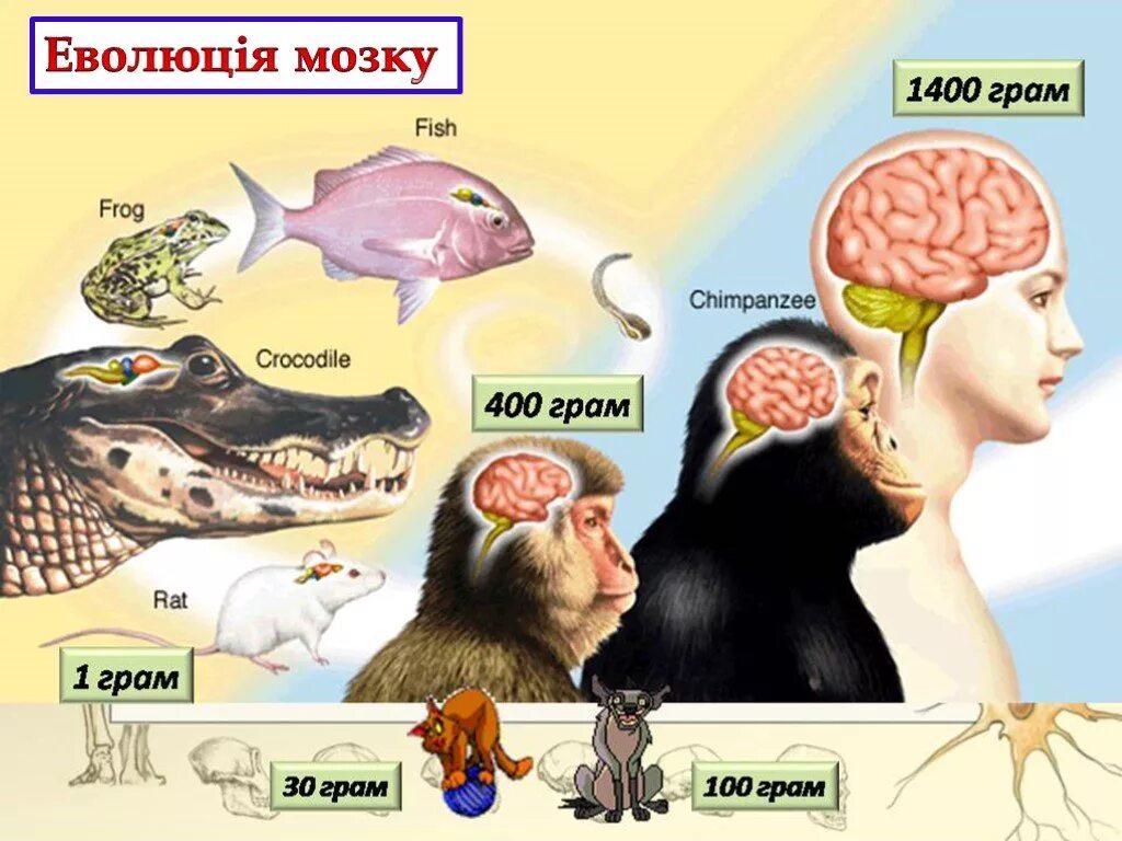 Мозги человека и животных. Мозг человека и животных. сравнение мозга человека и животных. размеры мозга животных и человека. интеллект человека и животных.