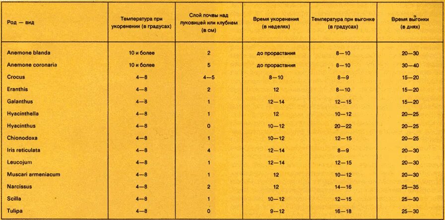 Какая температура при посадке. Таблица выгонки тюльпанов. температура хранения цветов. выгонка луковичных таблица. график выгонки луковичных.