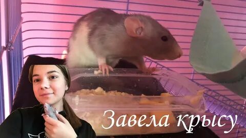 Женщина крыса видео