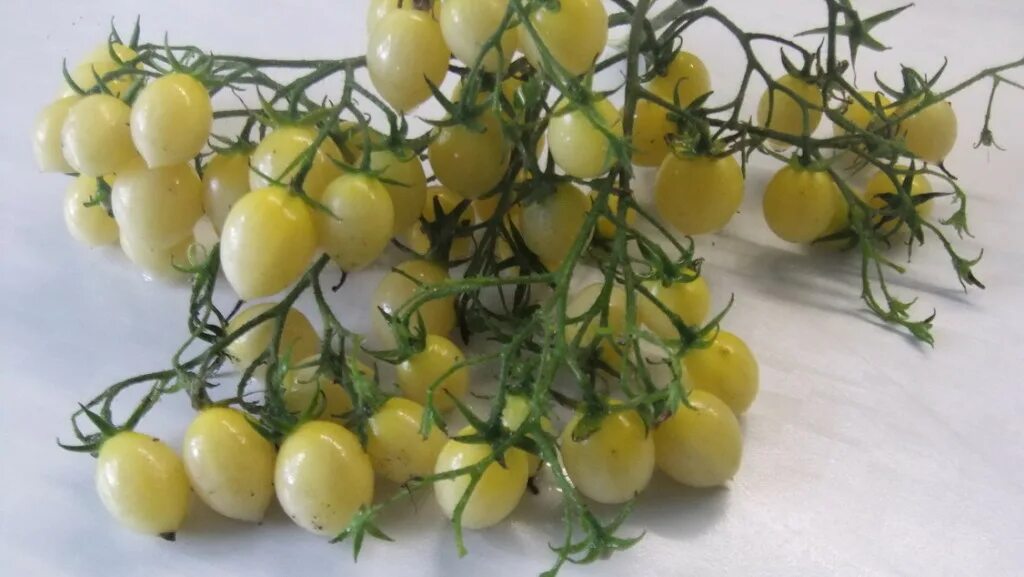 Томат черри сумасшедшие вишни барри. Томат сумасшедшие вишни барри. Томат барри крэйзи черри. Томат черри сумасшедшие вишни барри. Томат бешеные вишни барри.