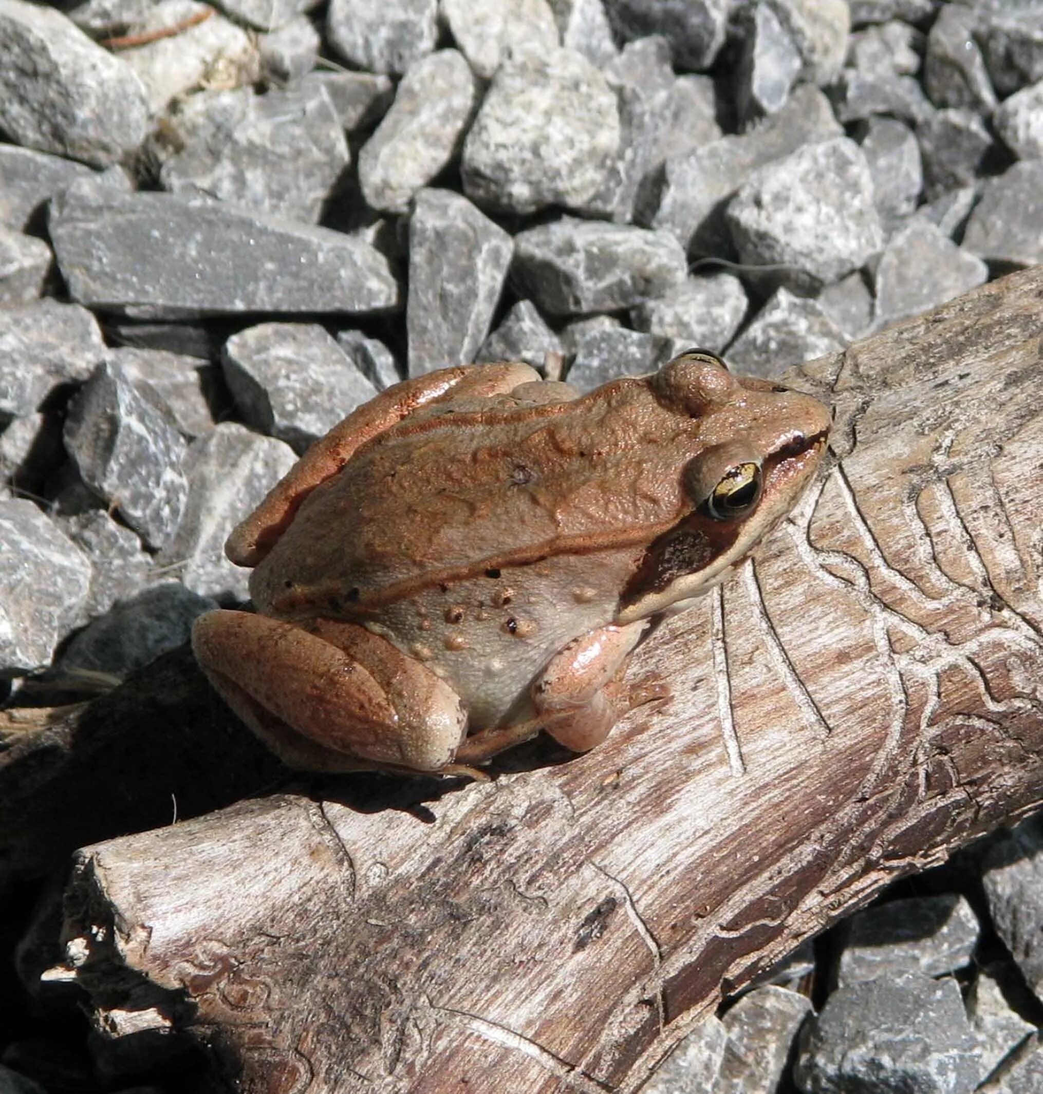 Lithobates sylvaticus. Древесные лягушки. Древесная лягушка коричневая. Анабиоз лягушки