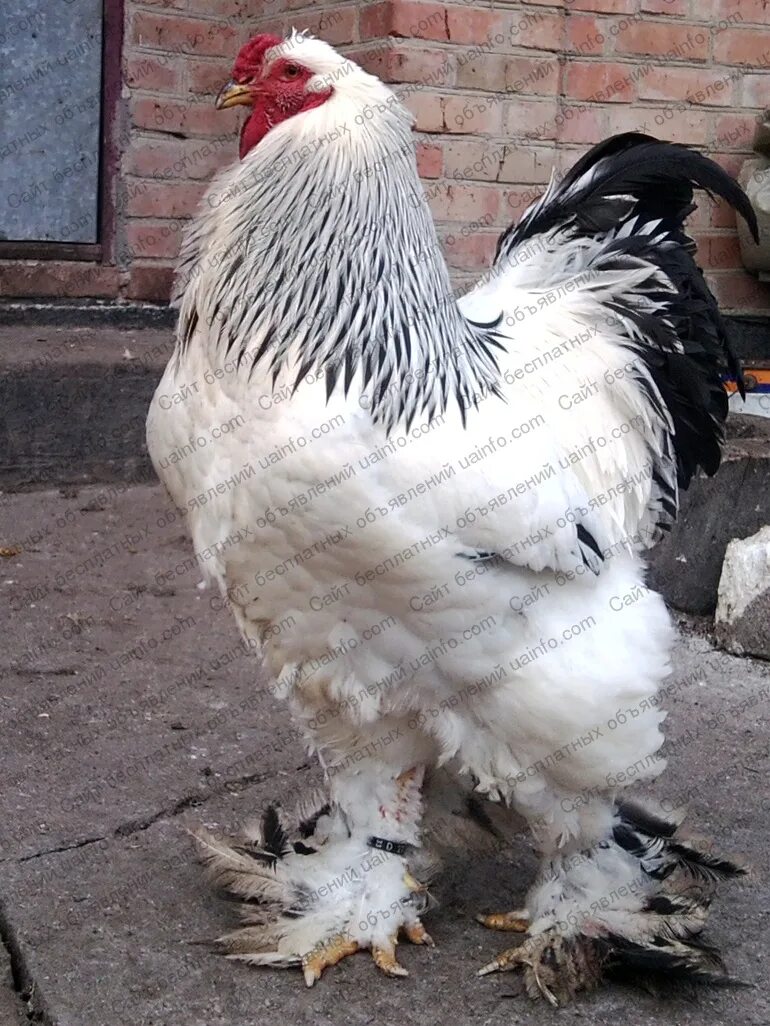 Петухи кур брама. Куры брама кохинхин. Петухи кур брама. Брама светлая колумбийская. Петух брама черный.