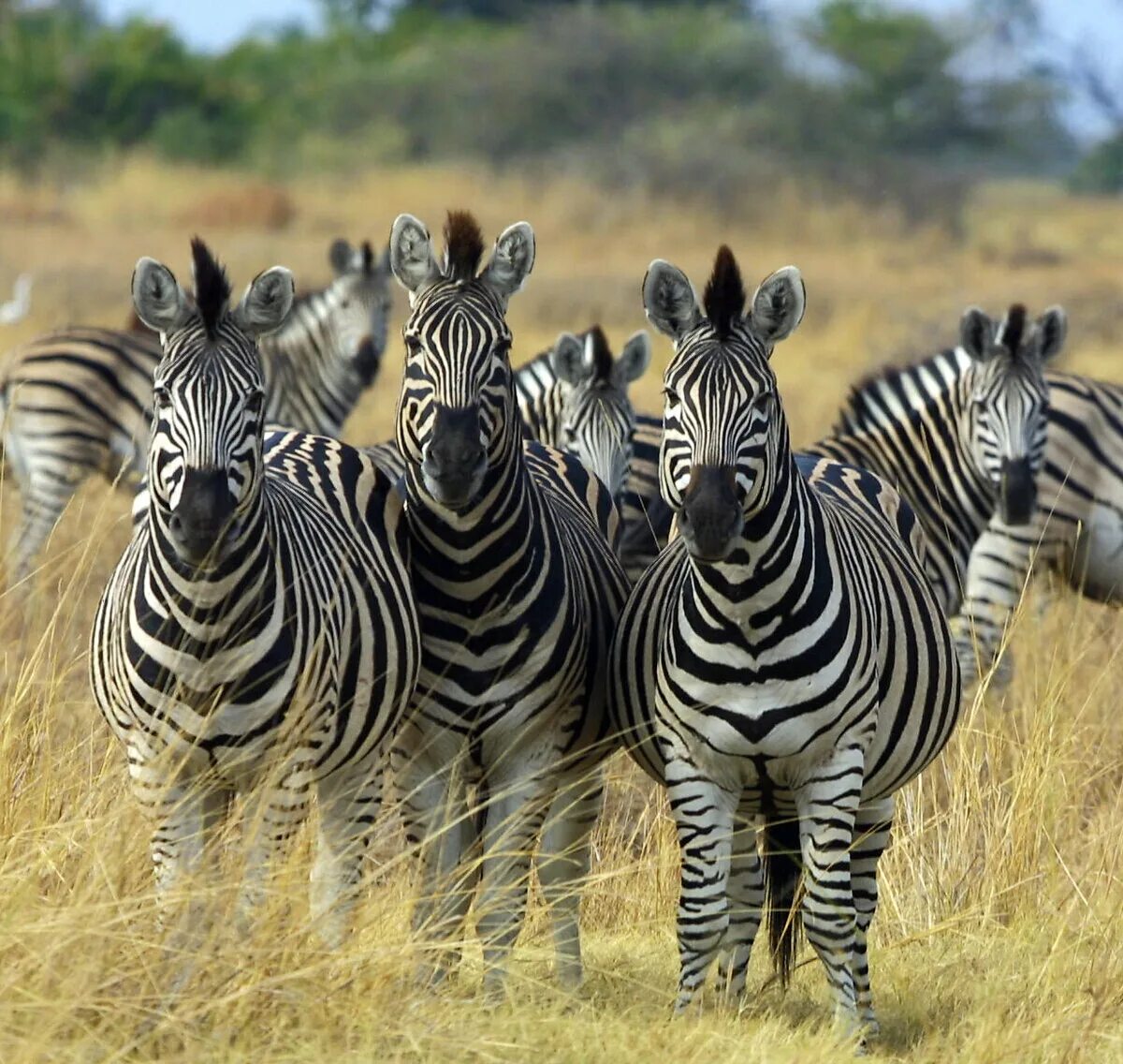 Почему у зебры не бывает стресса. Непарнокопытные зебры. Равнинная Зебра. Себр. Полоски зебры.