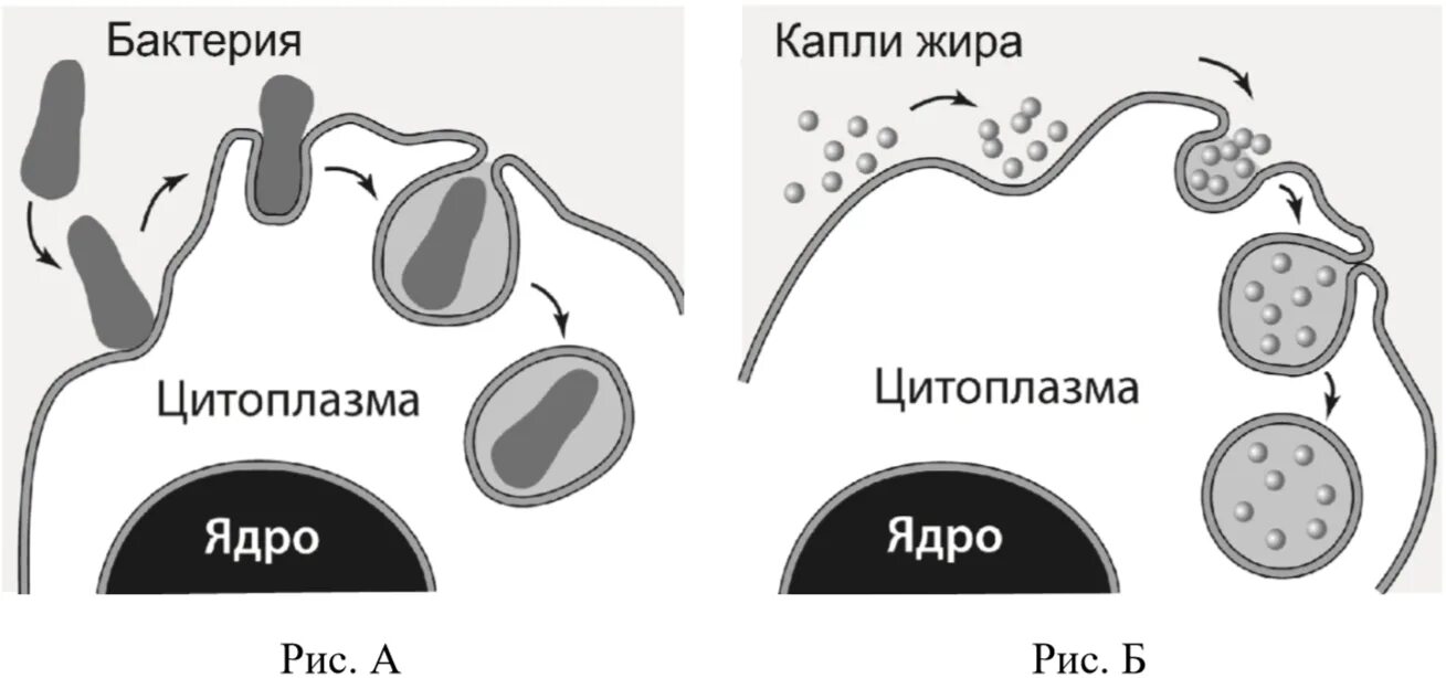 Фагоцитозный пузырек. Процесс фагоцитоза и пиноцитоза. Рисунок фагоцитоза и пиноцитоза. Фагоцитоз и пиноцитоз схема. Фагоцитоз и пиноцитоз ЕГЭ биология.