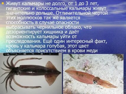 Кальмары относятся к рыбе