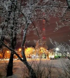 Новогодние березники