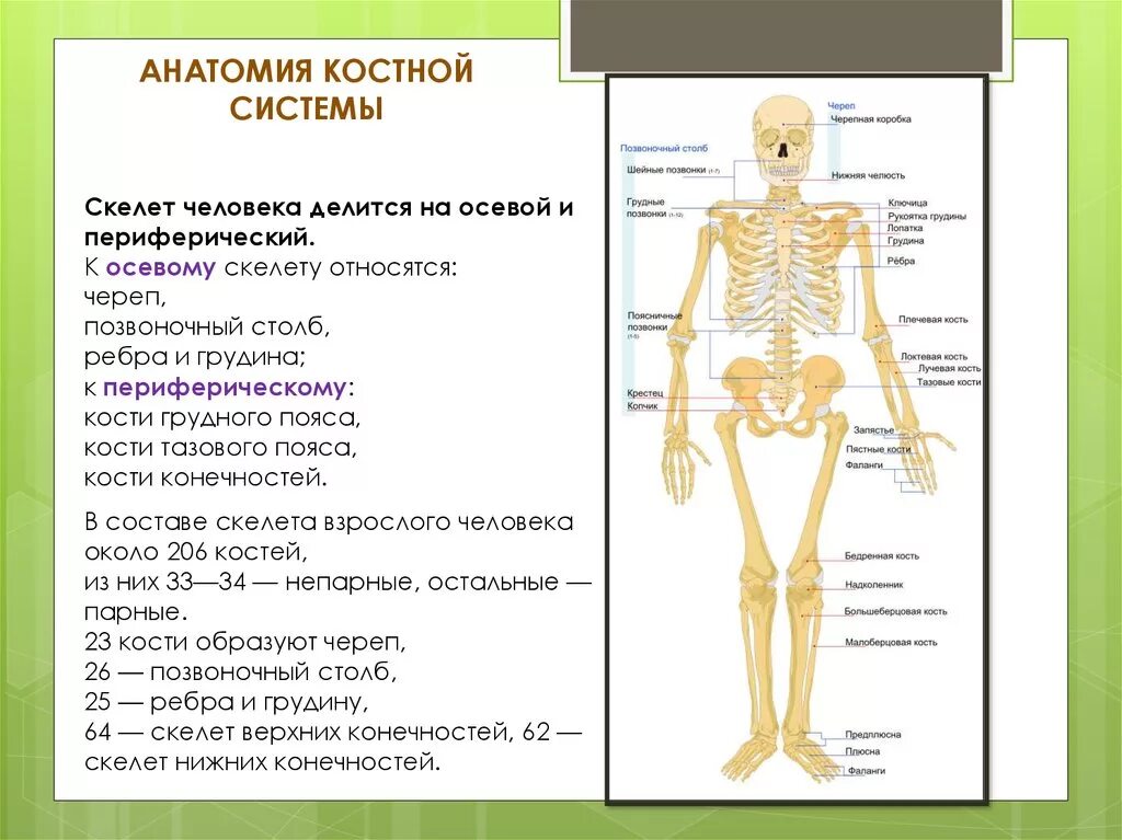 Костная система человека схема. Анатомия костной системы. Осевой скелет человека анатомия. Система костей человека скелет. Установить соответствие кости скелета человека