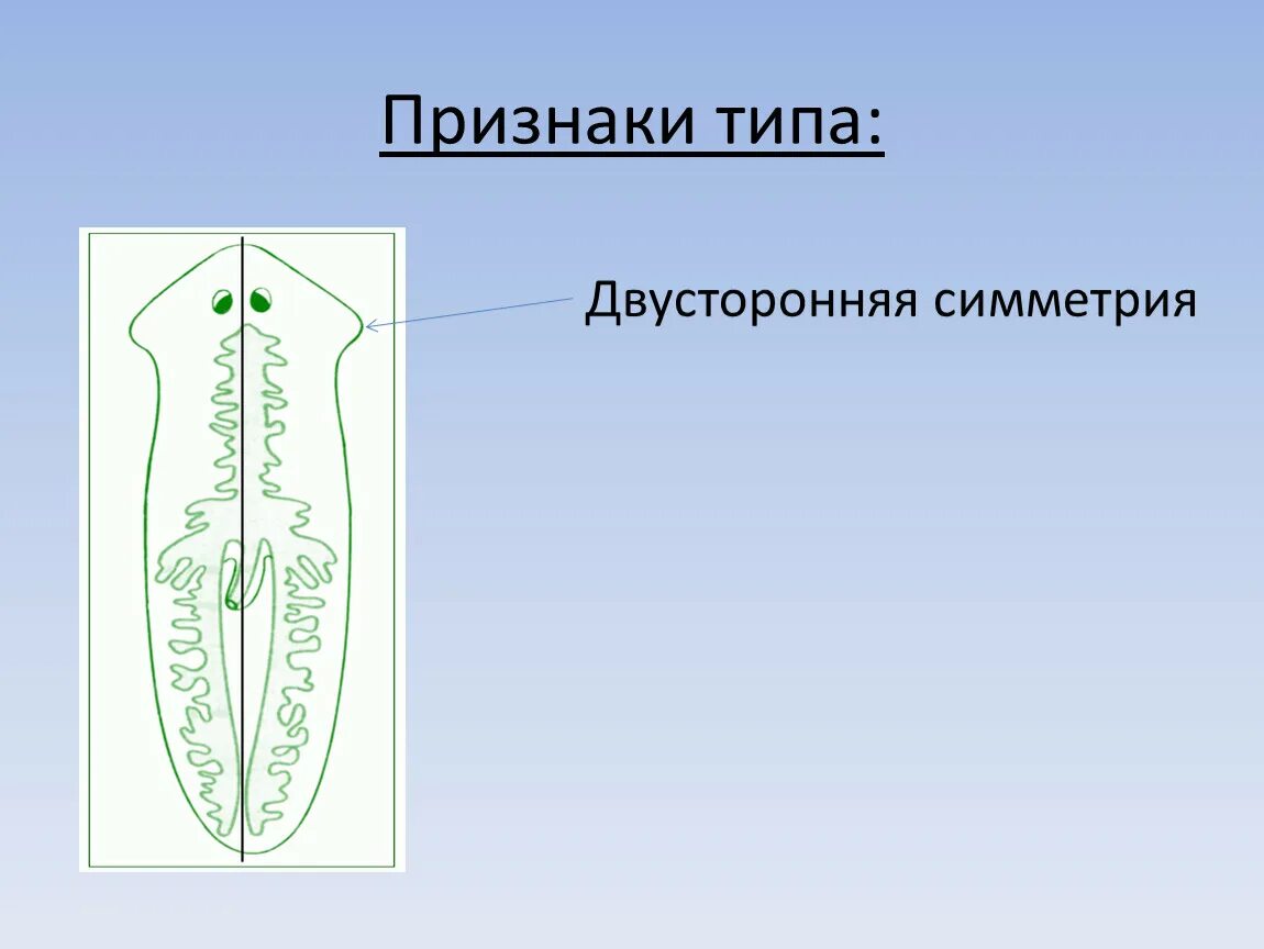 Билатеральная симметрия у плоских червей. Двусторонняя симметрия у плоских червей. Двусторонняя симметрия тела. Симметрия тела плоских червей.