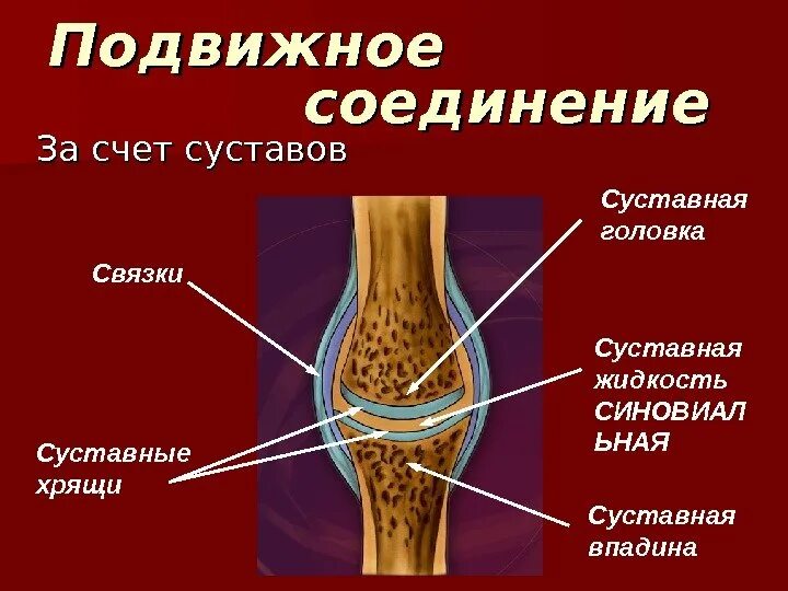 Содержит суставную жидкость. Строение суставного хряща. строение сустава суставная головка. сустав строение суставная жидкость. строение сустава суставная впадина.