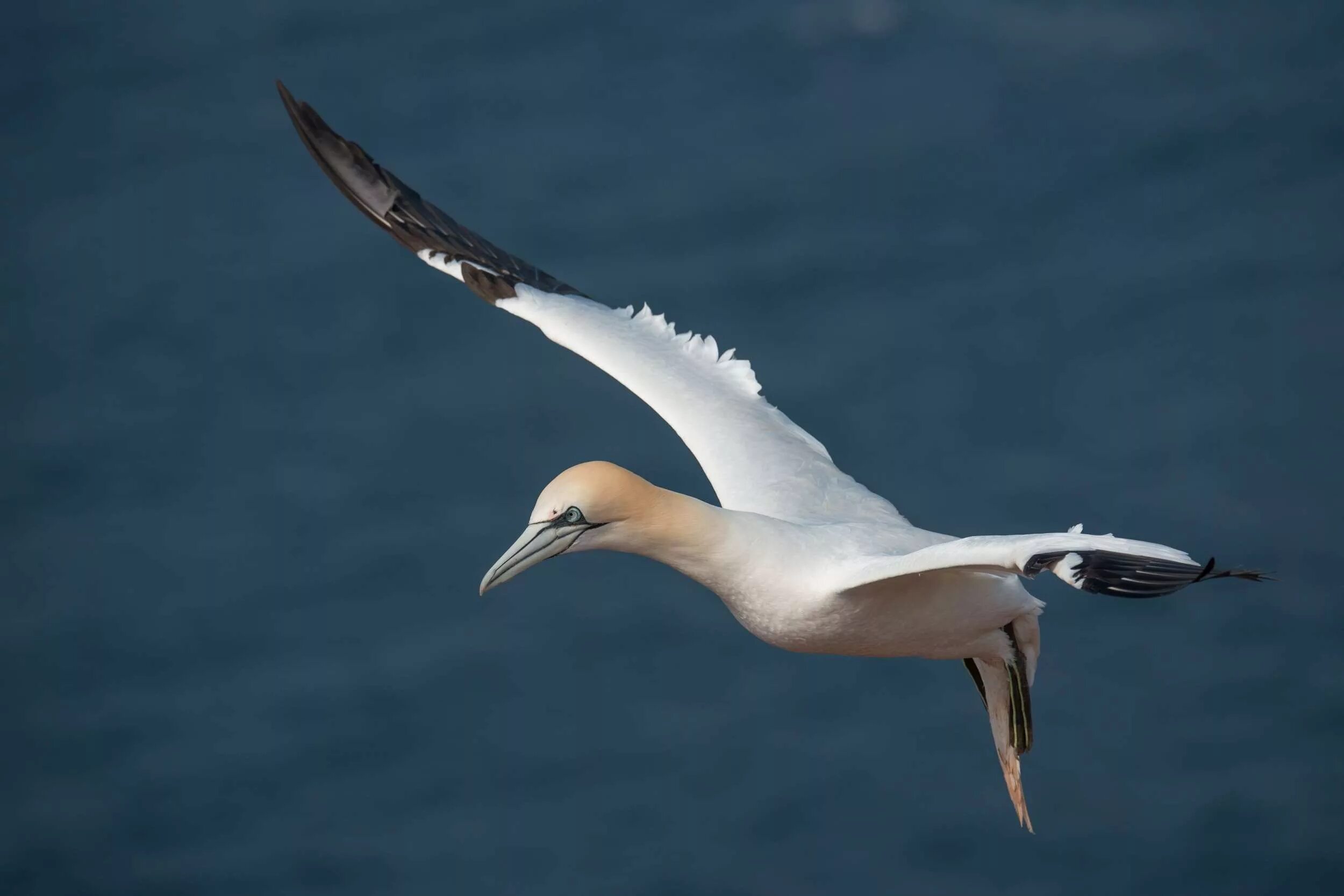 Северная олуша птица. Австралийская олуша. Northern Gannet. Альбатрос Египет птица.