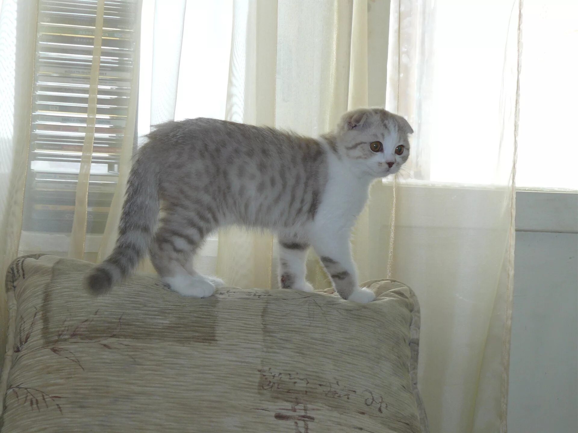 Котёнок шотландский вислоухий в Кургане
