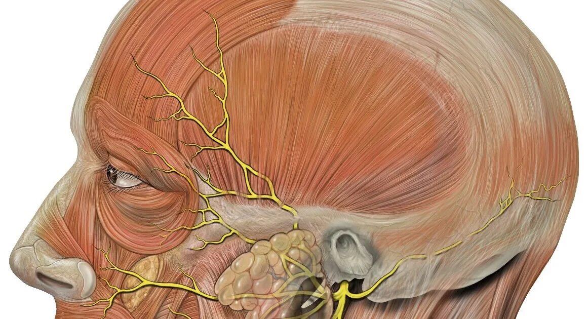Лицевой нерв анатомия. Воспаление затылочного нерва. Троцеичныц затылочный нерв. Затылочный и тройничный нерв.