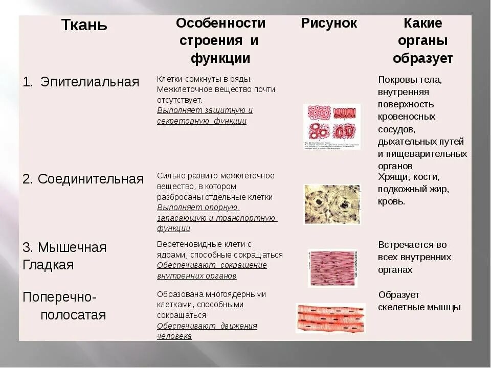 Эпителиальная ткань особенности строения и функции. Соединительная ткань особенности строения функции типы. Соединительная ткань строение и функции и расположение в таблице. Мышечная эпителиальная соединительная ткань особенности строения