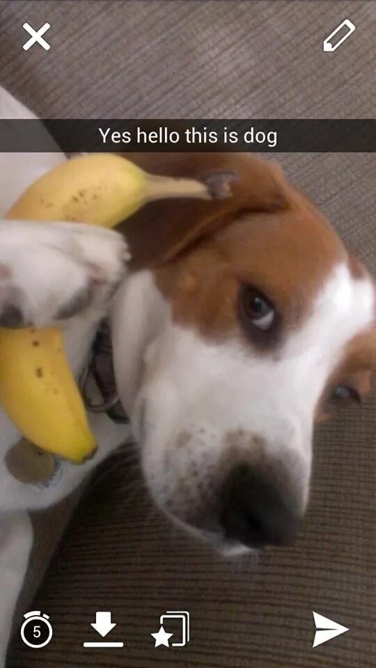 Hello Dog. Hello this is Dog. Собака банан. Hello Yes this is Dog.