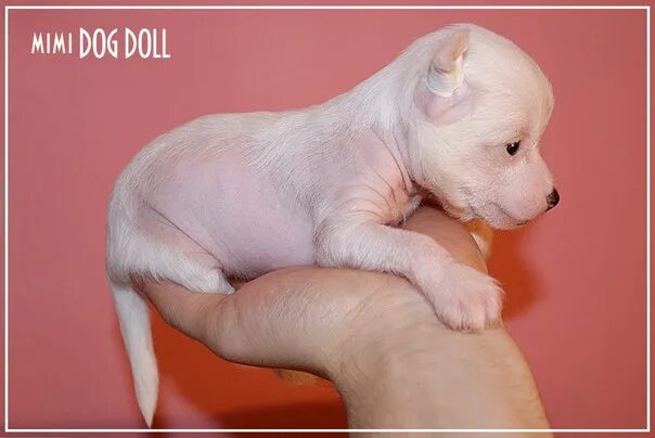 Mimi dog girl. Собаки которые не пахнут псиной. Собака r34. Mimi dog 34. Мими дог.