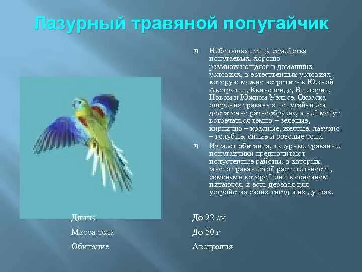 К какому классу относят исчезающих попугаев. Птицы семейства попугаев. описание попугая. лазурный попугай. лазурный травяной попугай.