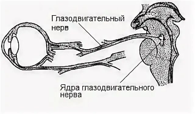 Глазодвигательные черепные нервы
