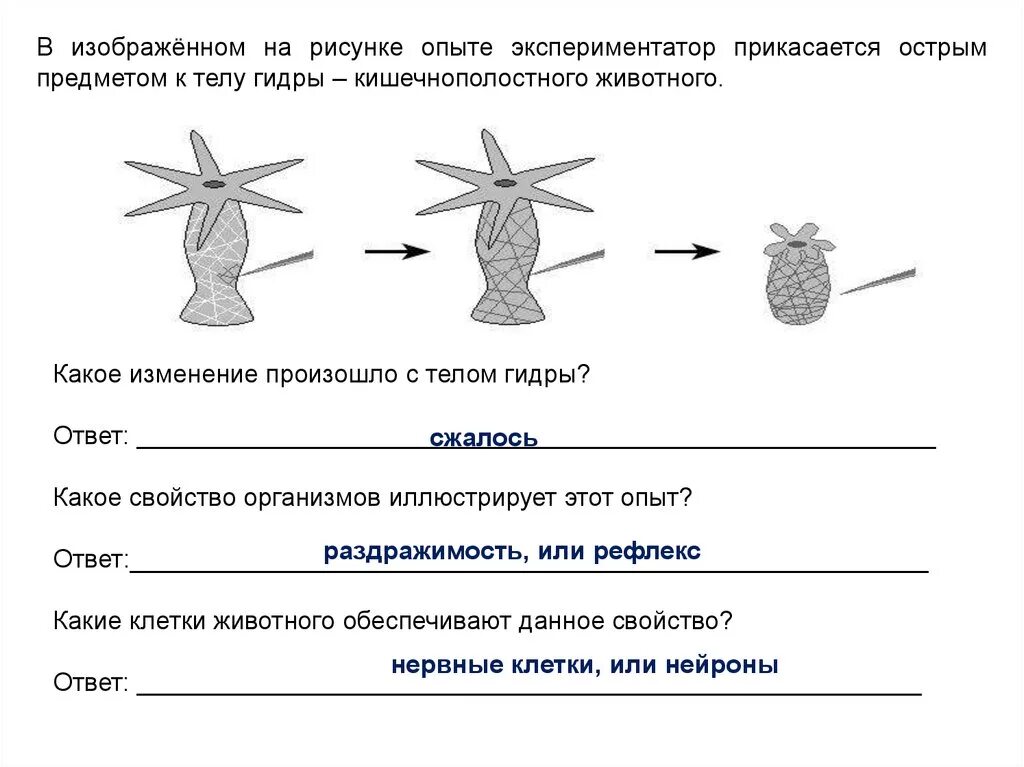 Рассмотрите изображенный опыт. В изображенном на рисунке опыте экспериментатор. В опыте экспериментатор прикасается острым предметом. Прикасаются острым предметом к телу гидры. Какое свойство организмов иллюстрирует опыт.