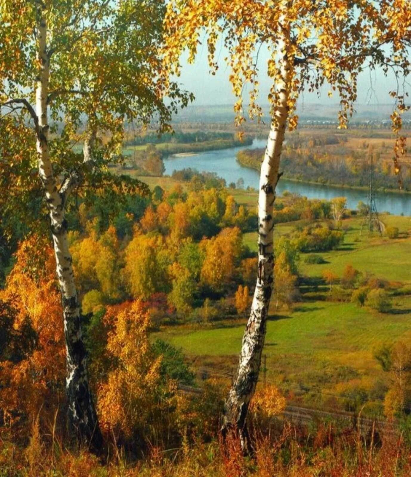 Меж берез. Россия раздолье березы. красота русской природы. осенний пейзаж. осень в россии.