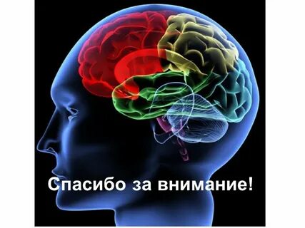 Органы внимание