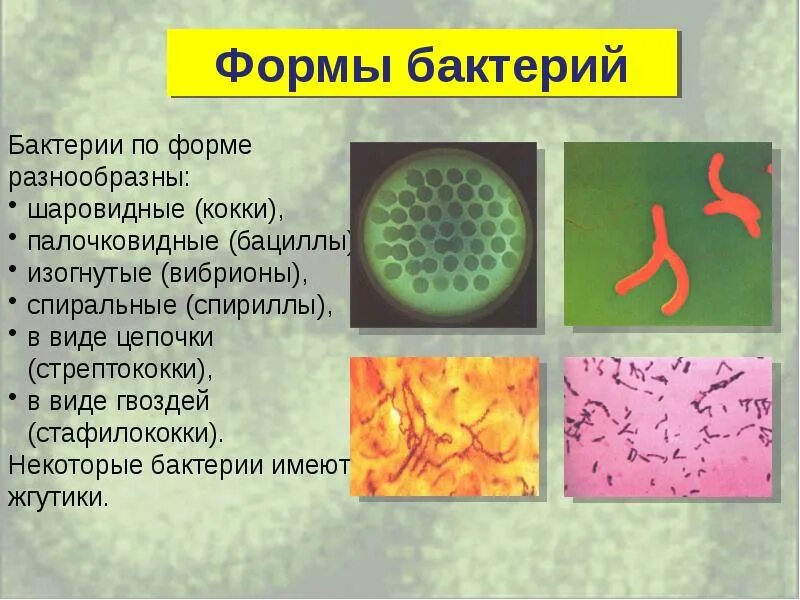 Проект по биологии 5 кл Умная книга