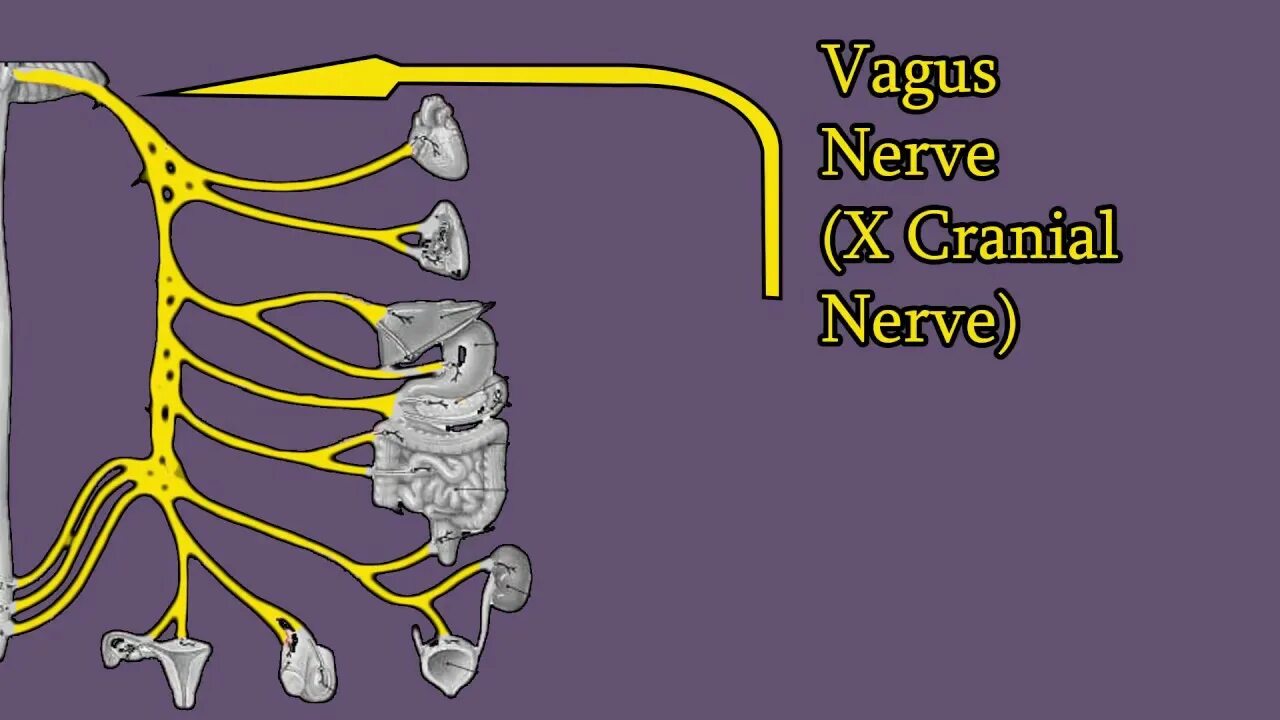 Стэнли розенберг блуждающий нерв. Вагус нерв анатомия схема. Nervus Vagus схема. Блуждающий нерв Неттер. Вагус блуждающий нерв.
