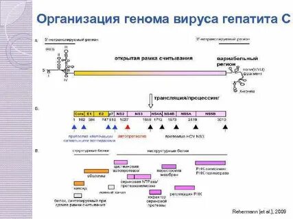 Генетические последовательности