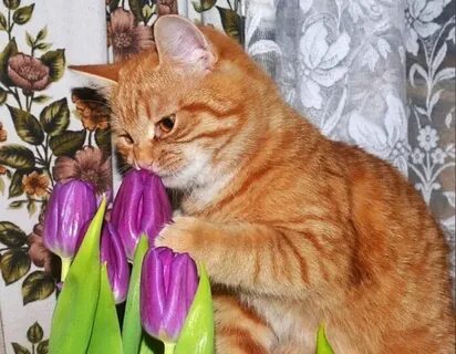 Кошку марту