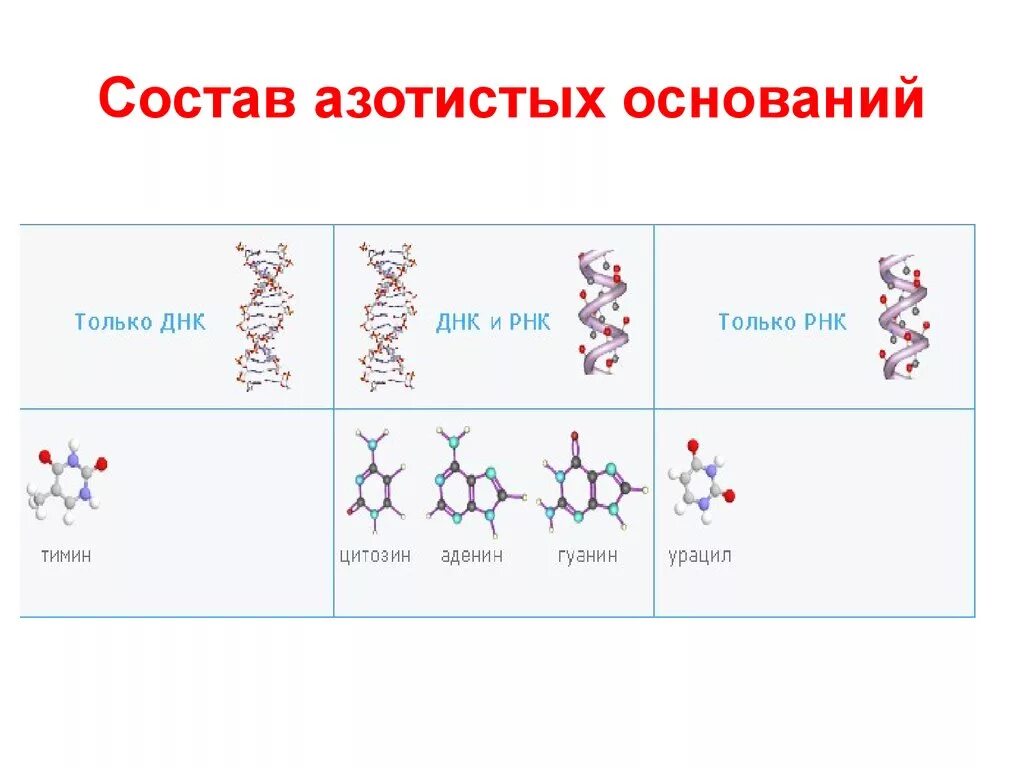 Азотистые основания ДНК И РНК. Азотистые основания в составе РНК. Азотистые основания входящие в состав РНК И ДНК. Азотистые основания ДНК И РНК формулы.