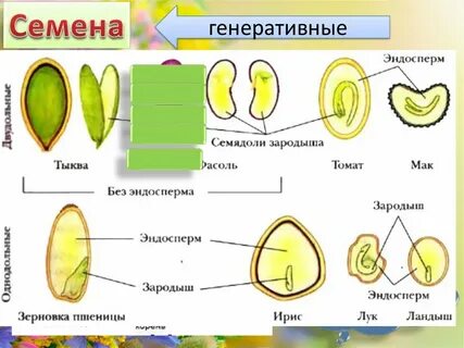 Хромосомный набор эндосперма яблони