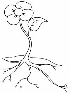 Plant coloring
