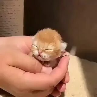 Видео очень милы