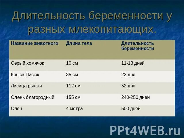 Беременность разных видов животных. Продолжительность беременности у животных. продолжительность беременности у животных таблица. сроки беременности у животных в месяцах. длительность беременности у разных животных.