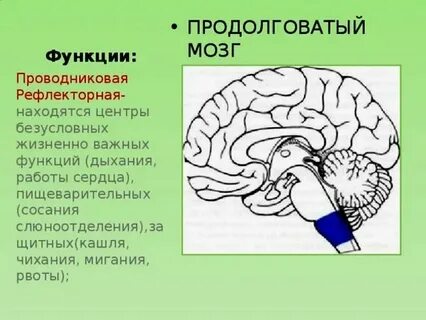 Продолговатом мозге расположены центры безусловных рефлексов
