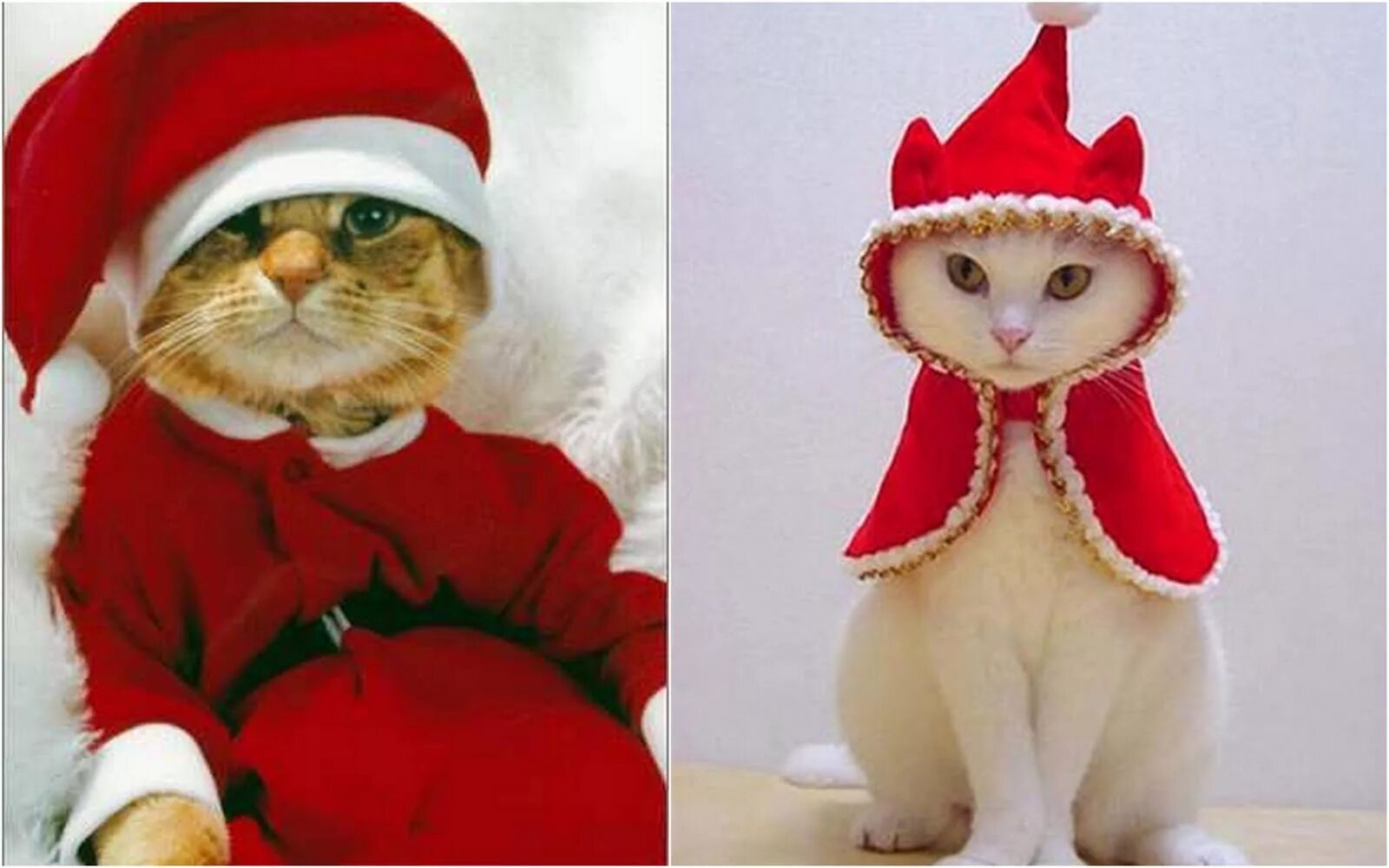 Коте дед мороз. Кот в костюме деда мороза. кот в шапочке деда мороза. котик в новогодней шапке. рыжий кот в новогоднем костюме.