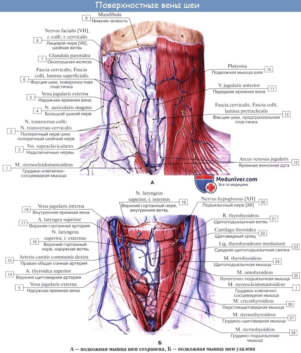 Яремная артерия где находится. Яремные вены анатомия шеи. Наружная яремная Вена медунивер. Анатомия наружной яремной вены. Наружная и внутренняя яремная Вена анатомия.