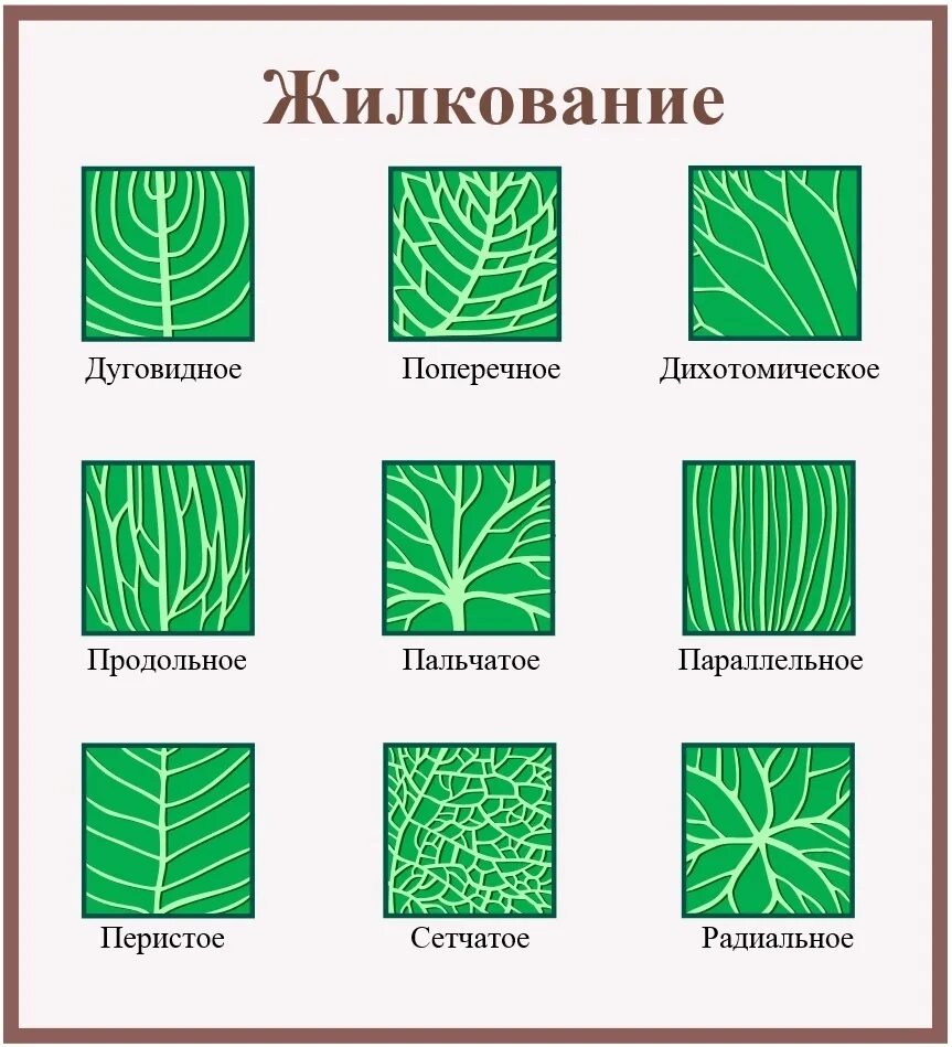 Обозначение листьев. Типы жилкования листа. типы жилкования листьев. основные типы жилкования листьев. типы жилкования листа растения.