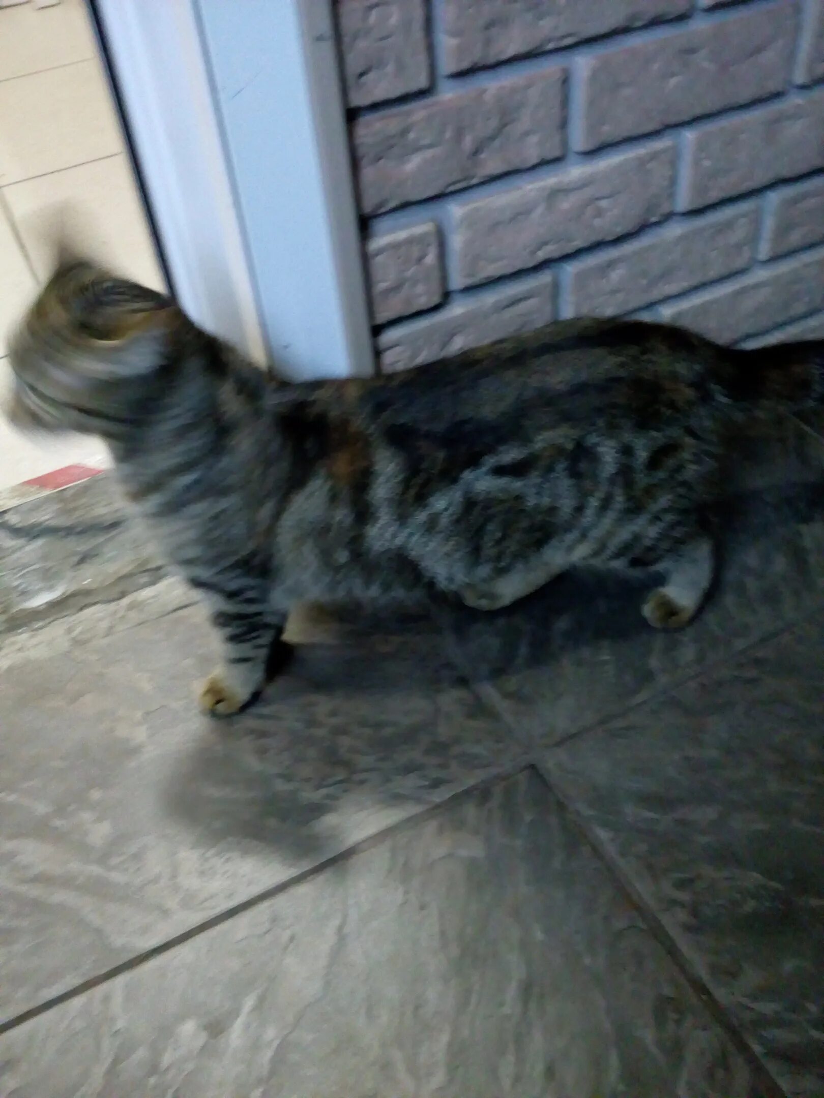 Нашелся кот. Потеряшка кот. найден кот потеряшка. найден кот москва.
