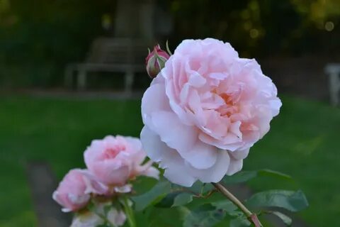 Side rose