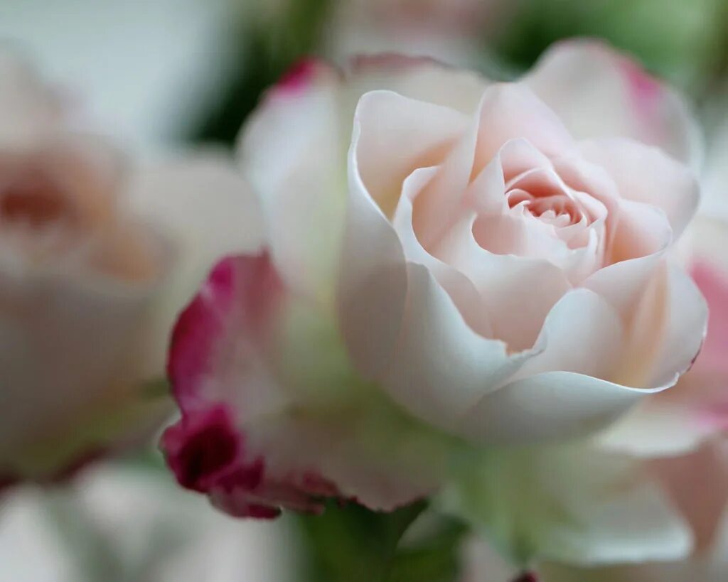 изысканные розы. красивый букет. джейн джонс художница. элегантные цветы. букет "изысканный".