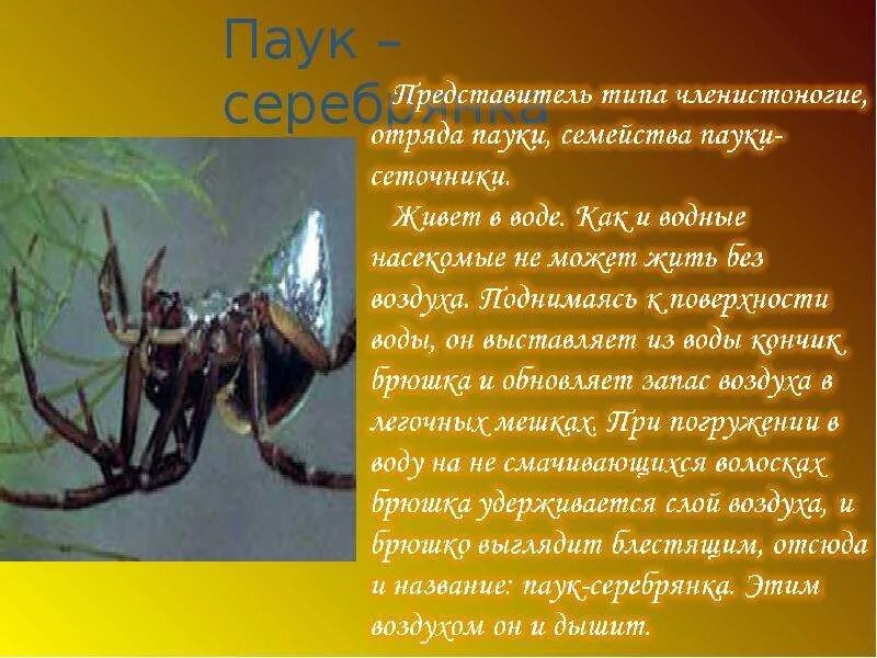 Паукообразные дышат при помощи