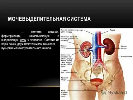 Ткани какие анатомия