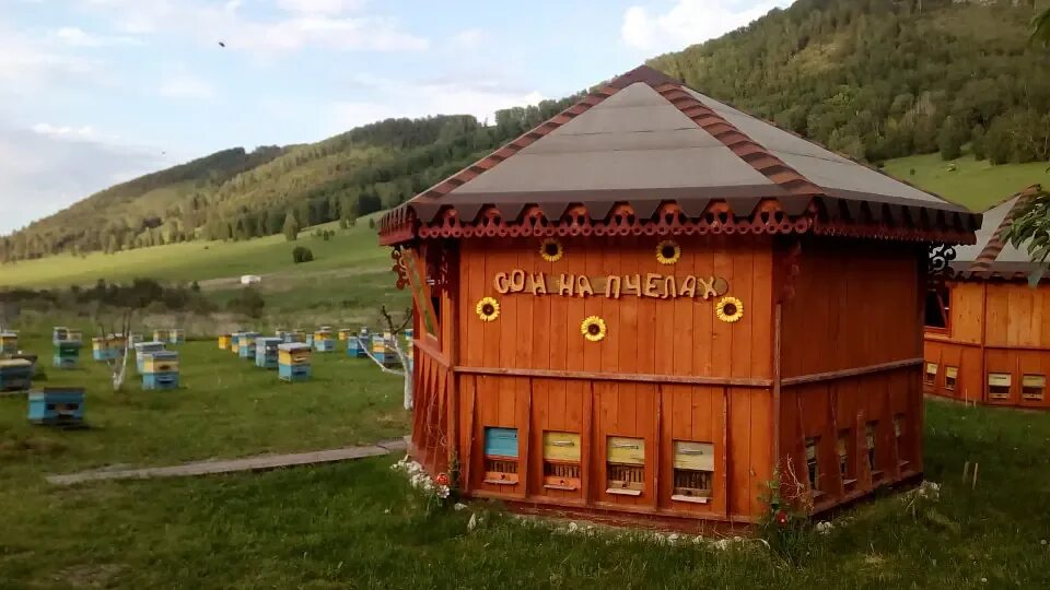Пасека медовый рай алтай. Пасека пчёлка чемал. Пасечное хозяйство славы медовухи. Пасека алтайский край. Пасека на бирюзовой катуни.