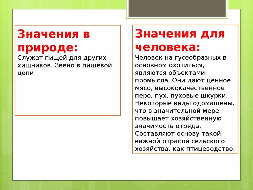 Гусеобразные значение в природе и жизни человека. Значение гусеобразных. отряд гусеобразные.