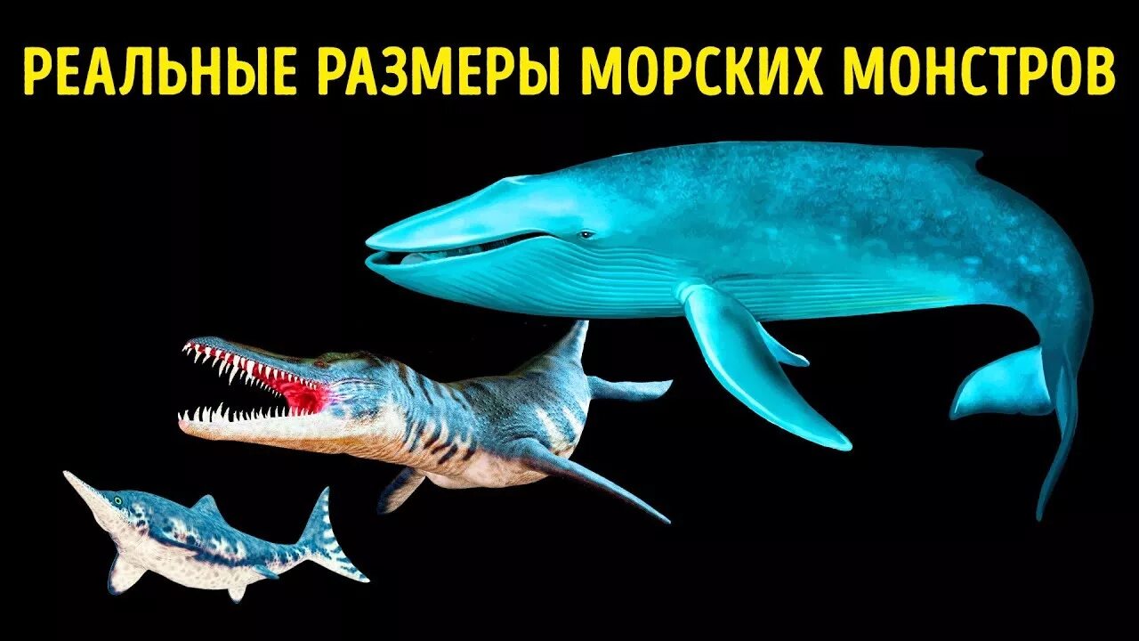 Sea Monsters Size Comparison. Шонизавр и МЕГАЛОДОН. Размеры морских монстров. Сравнение размеров морских монстров. Monster comparison