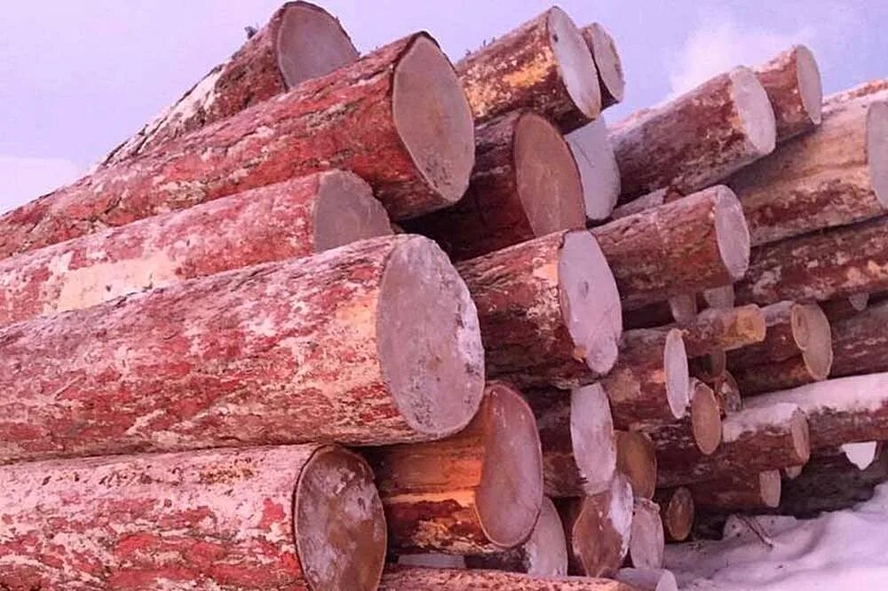 Пиловочник сибирский кедр. Ангарская сосна оцилиндровка. Годичные кольца секвойи. Кедр сибирский древесина. Лиственница бревно.